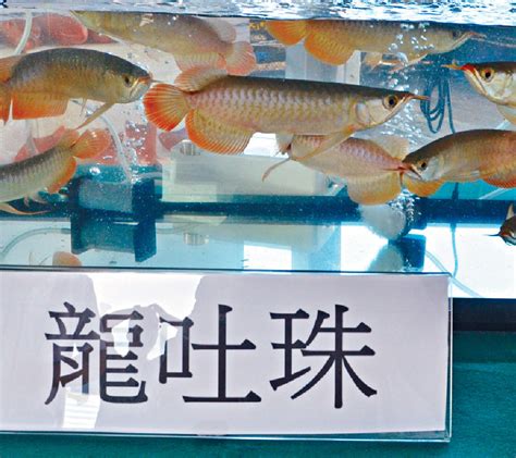 龍吐珠魚食物 六帽分析法